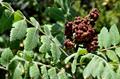 Sicilian sumac